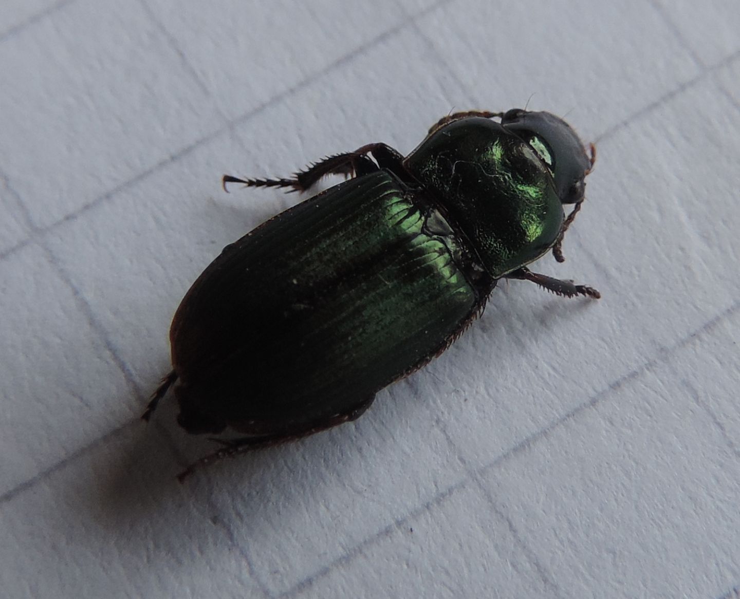 Carabidae da identificare: Harpalus distinguendus