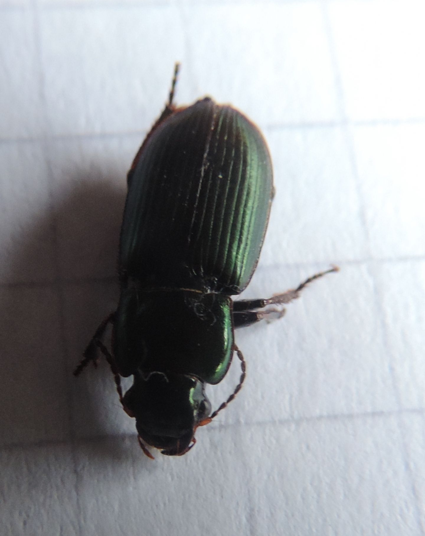 Carabidae da identificare: Harpalus distinguendus