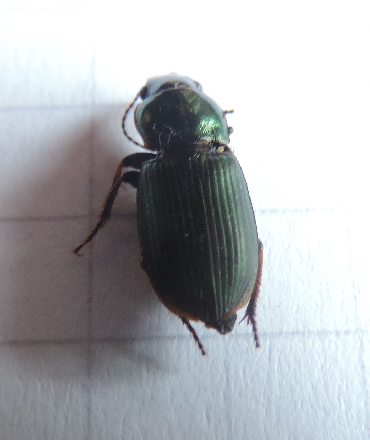 Carabidae da identificare: Harpalus distinguendus