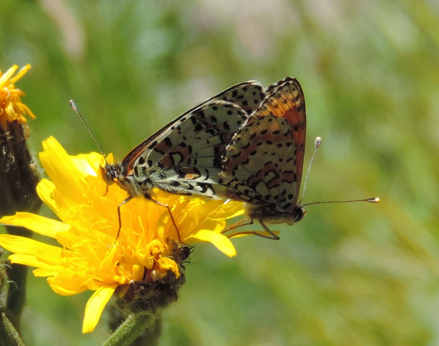 Melitaea didyma? S
