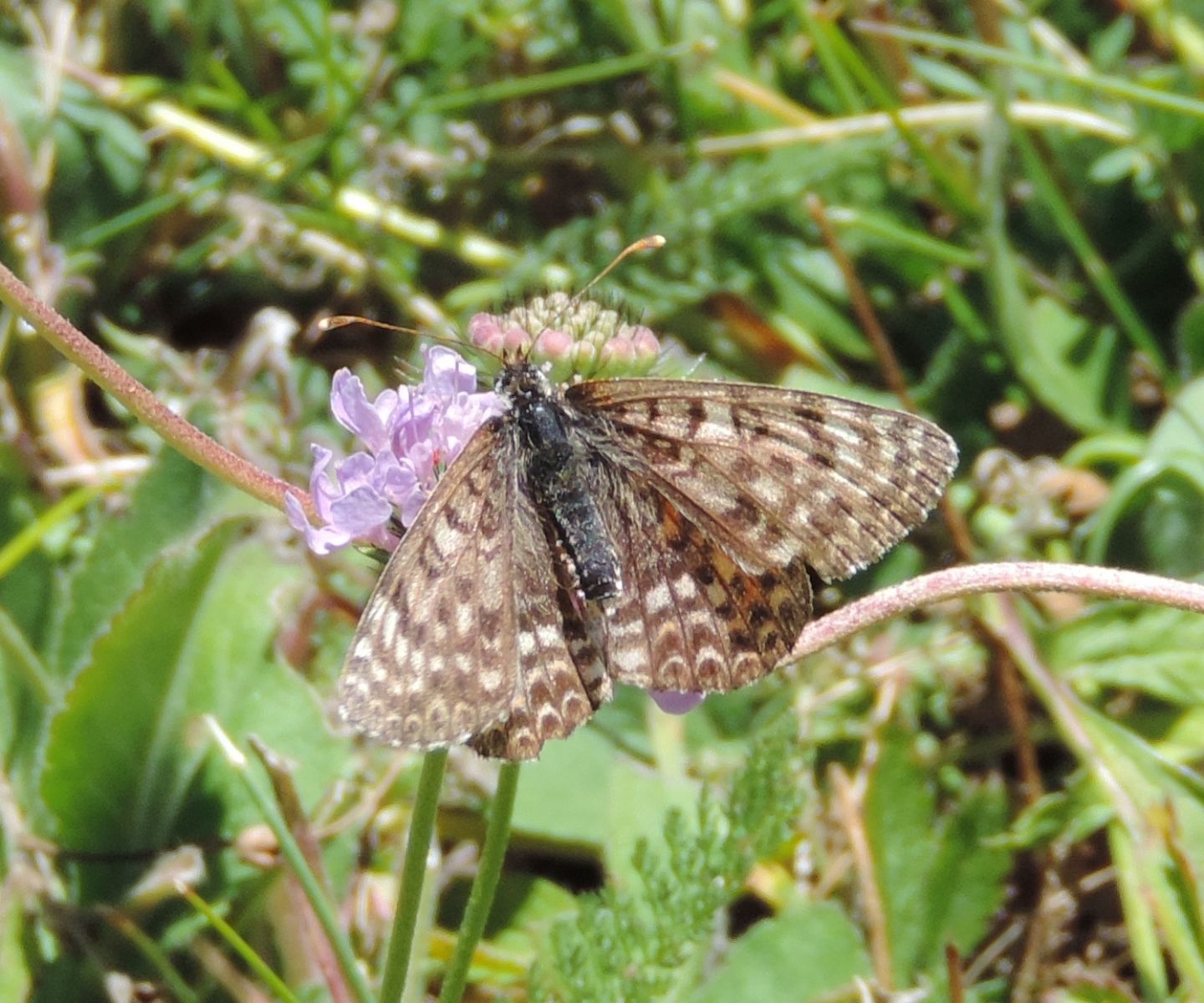 Altra Melitaea? S, Melitaea didyma