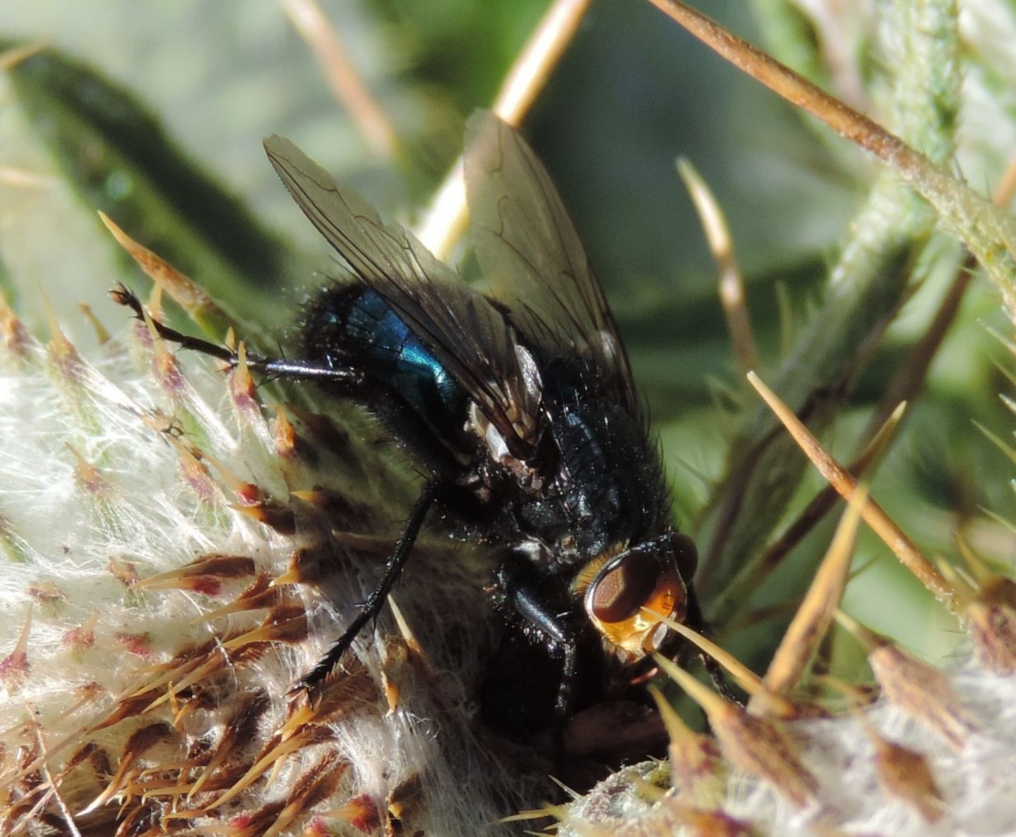 Calliphoridae: Calliphora  sp.?  No, Cynomya mortuorum