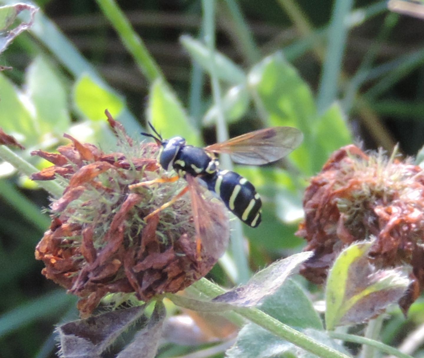 Chrysotoxum festivum?...   Chrysotoxum cfr. festivum