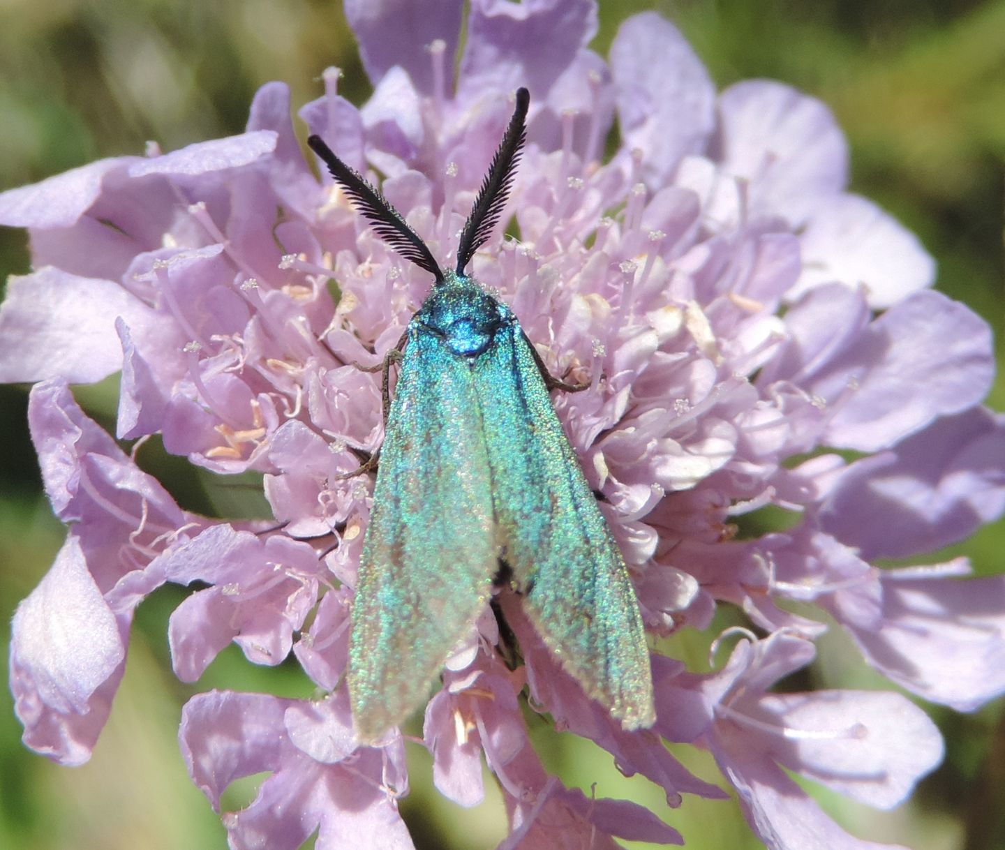 Adscita sp., cfr. geryon o alpina - Zygaenidae