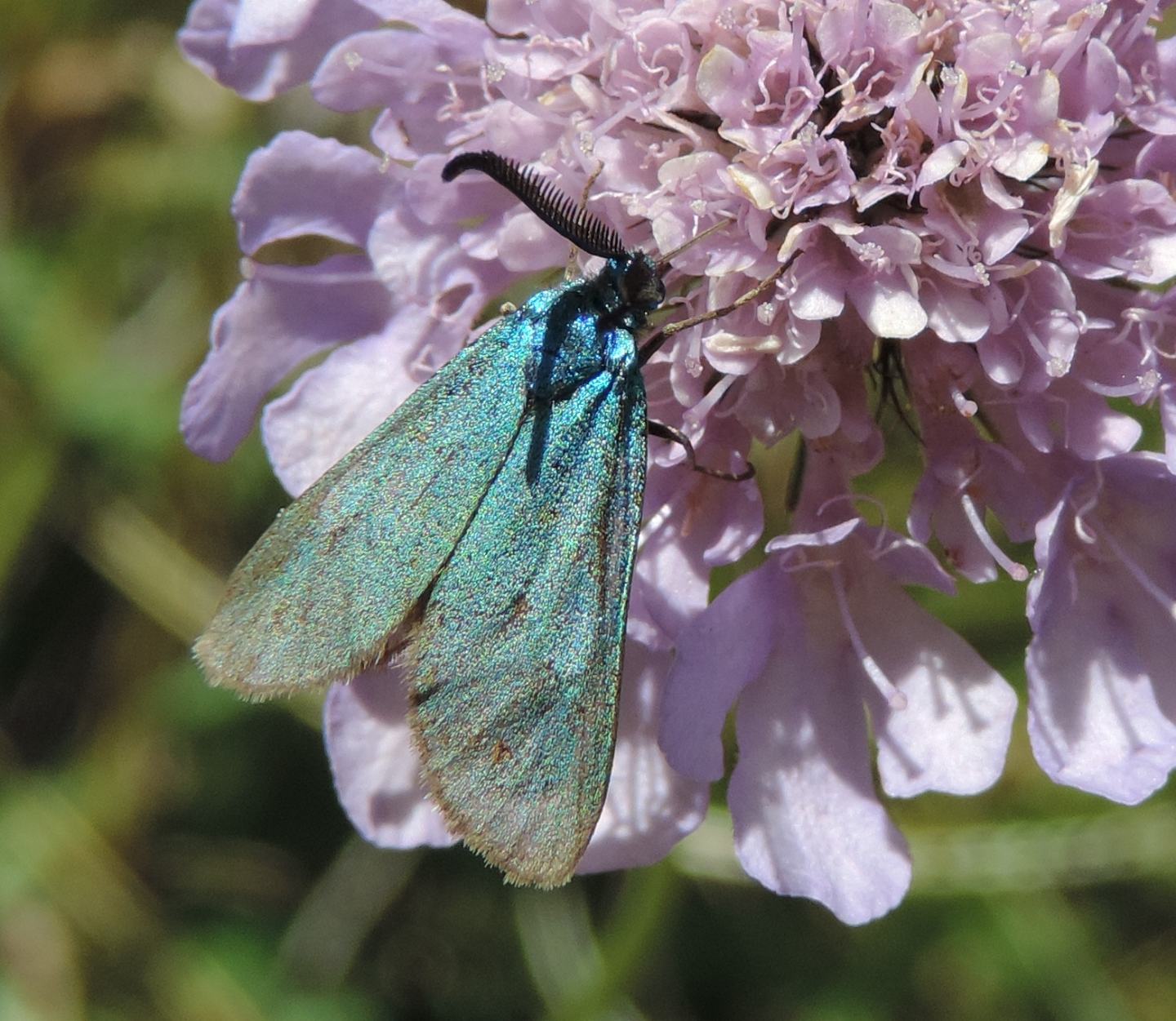 Adscita sp., cfr. geryon o alpina - Zygaenidae