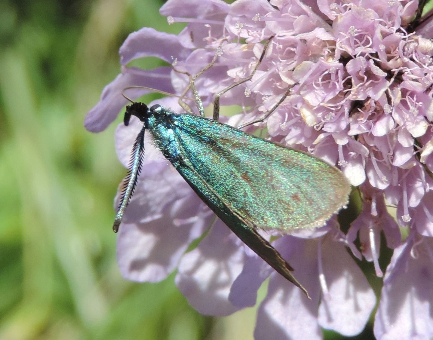 Adscita sp., cfr. geryon o alpina - Zygaenidae