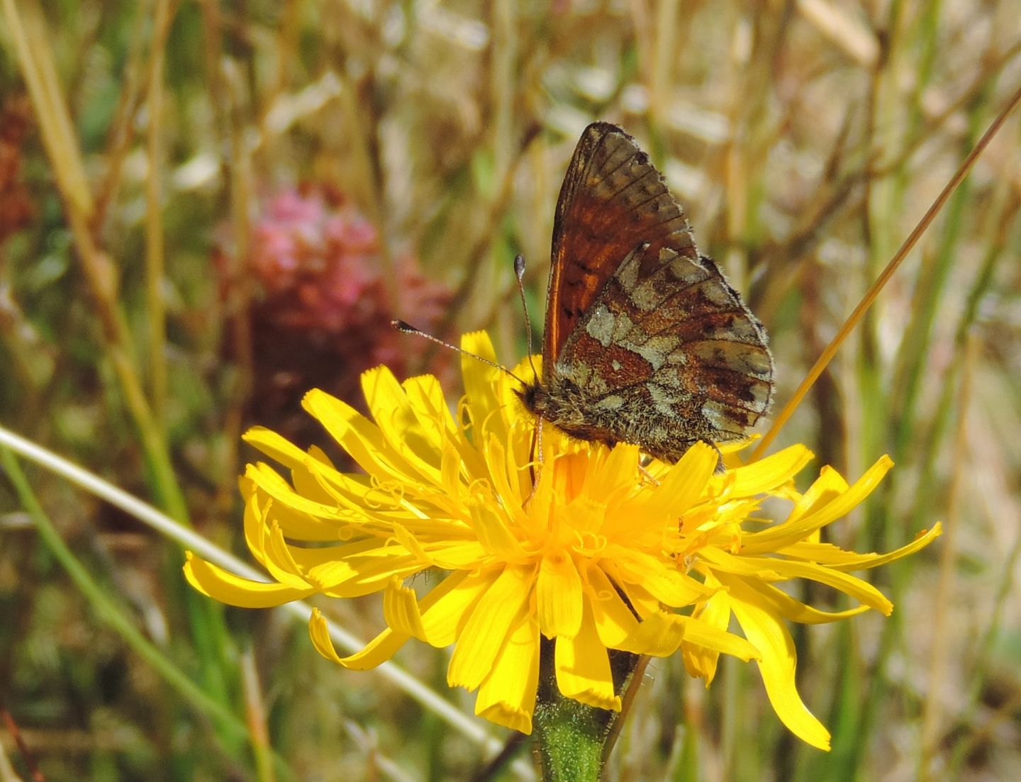 Boloria pales o Boloria napaea - Nymphalidae