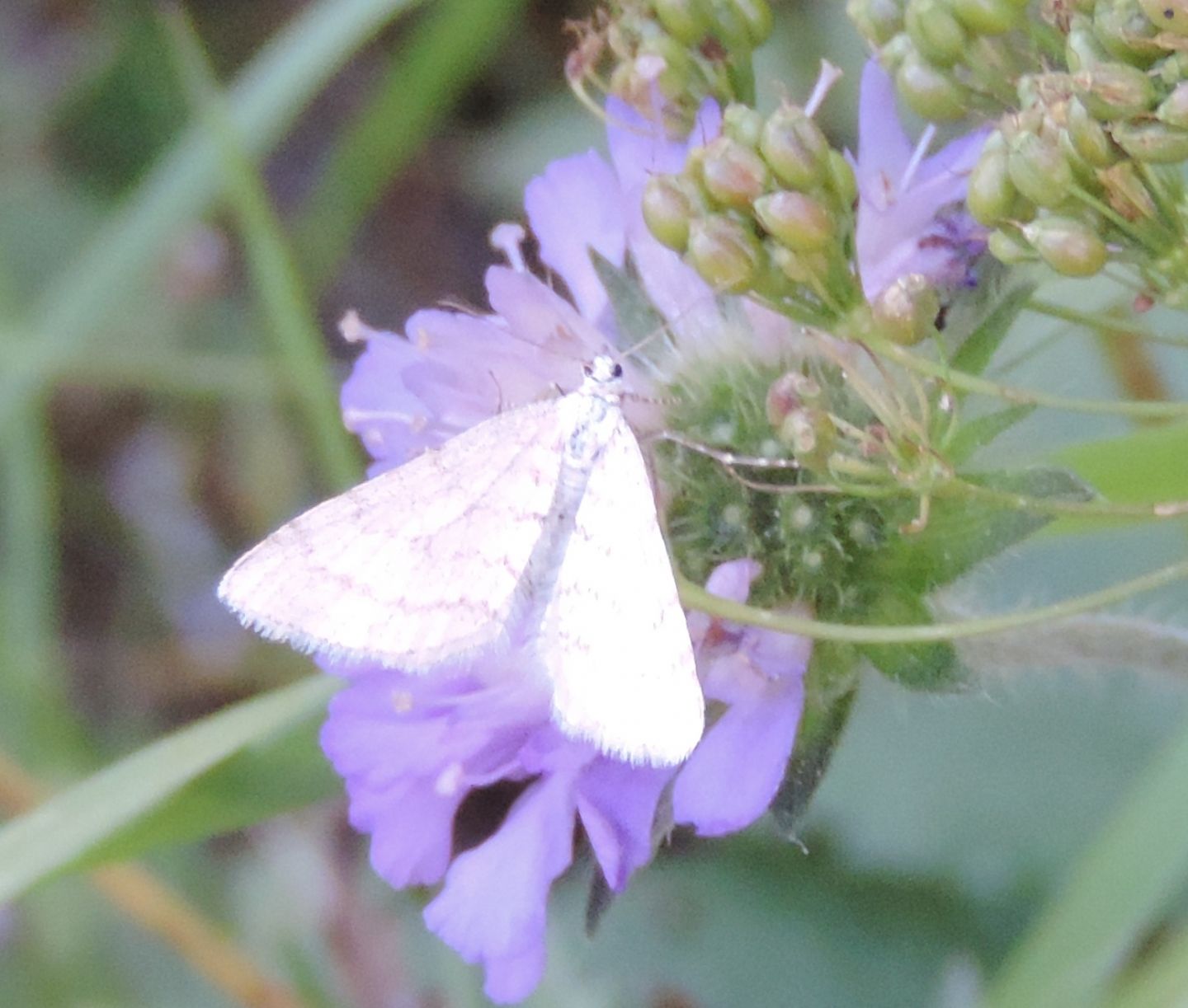 Geometridae da identificare - Mesotype verberata