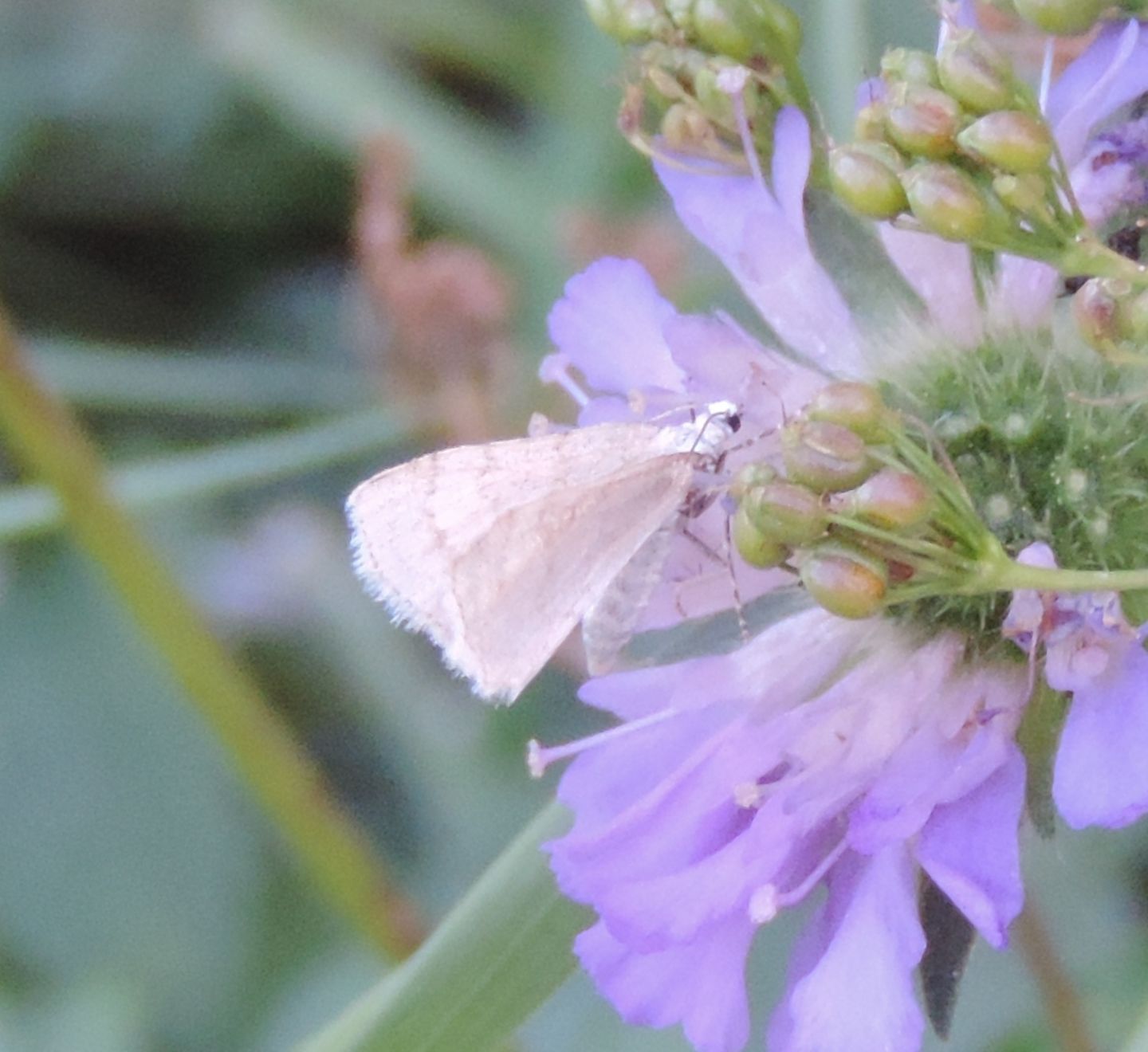 Geometridae da identificare - Mesotype verberata