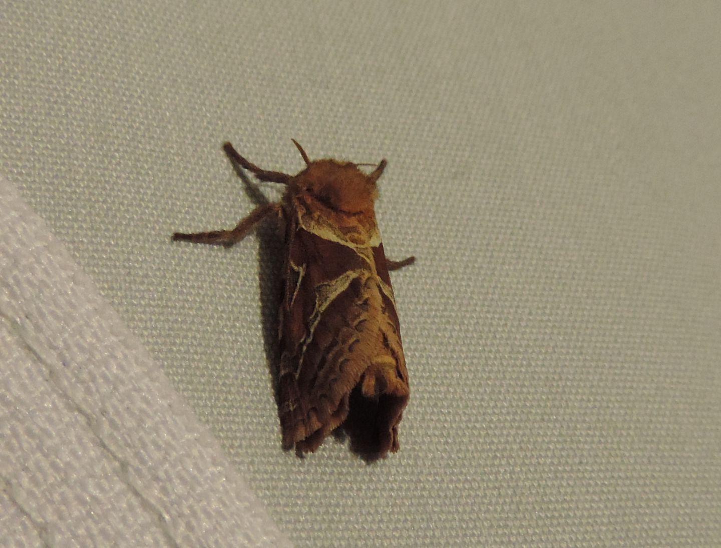 Triodia sylvina? Sì