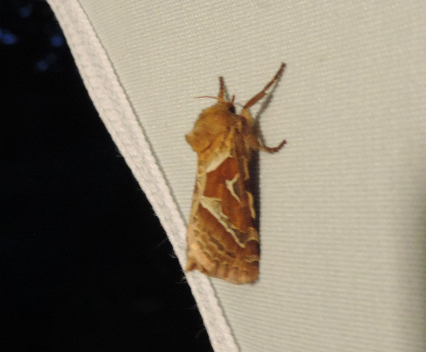 Triodia sylvina? Sì