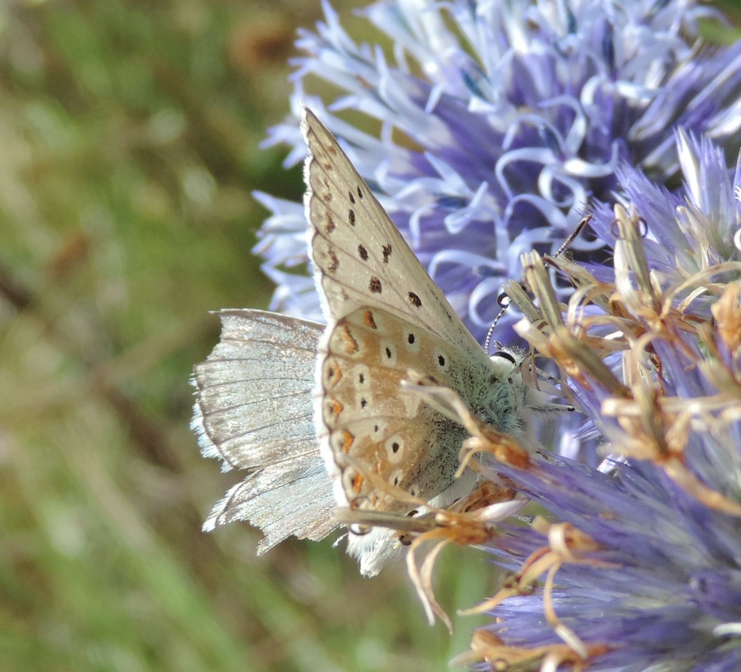 Altro Lycaenidae da identificare - Polyommatus (Lysandra) coridon