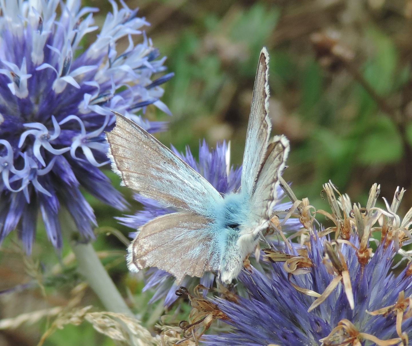 Altro Lycaenidae da identificare - Polyommatus (Lysandra) coridon