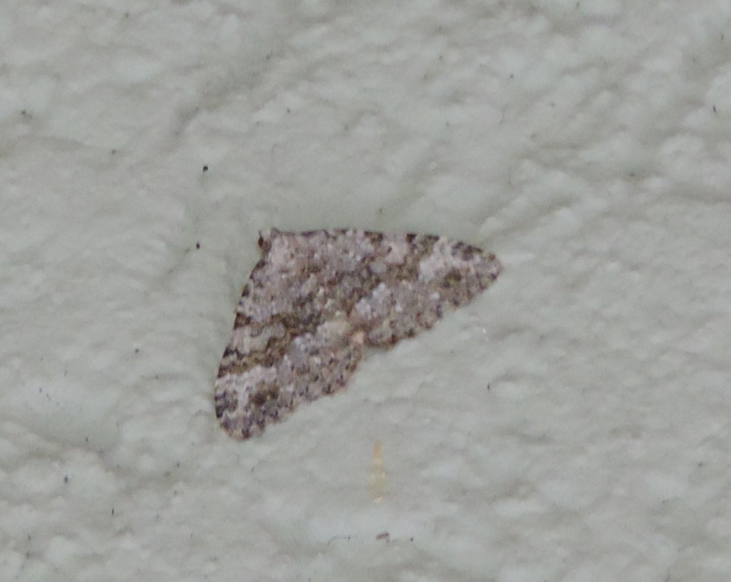 Geometridae da identificare - Coenotephria salicata