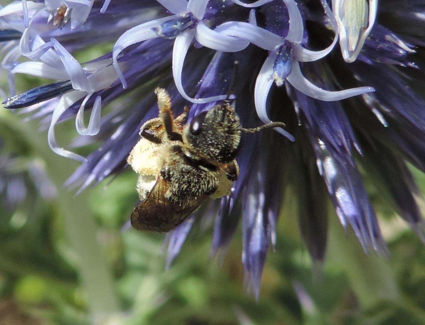 Apidae Halictinae:  Halictus sp. o Lasioglossum sp., femmina