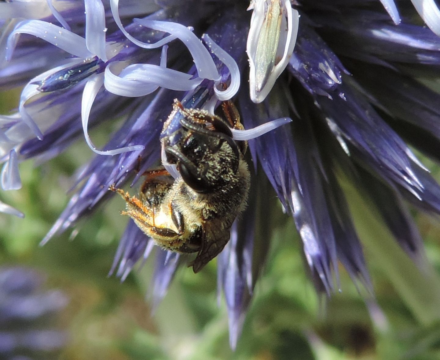 Apidae Halictinae:  Halictus sp. o Lasioglossum sp., femmina