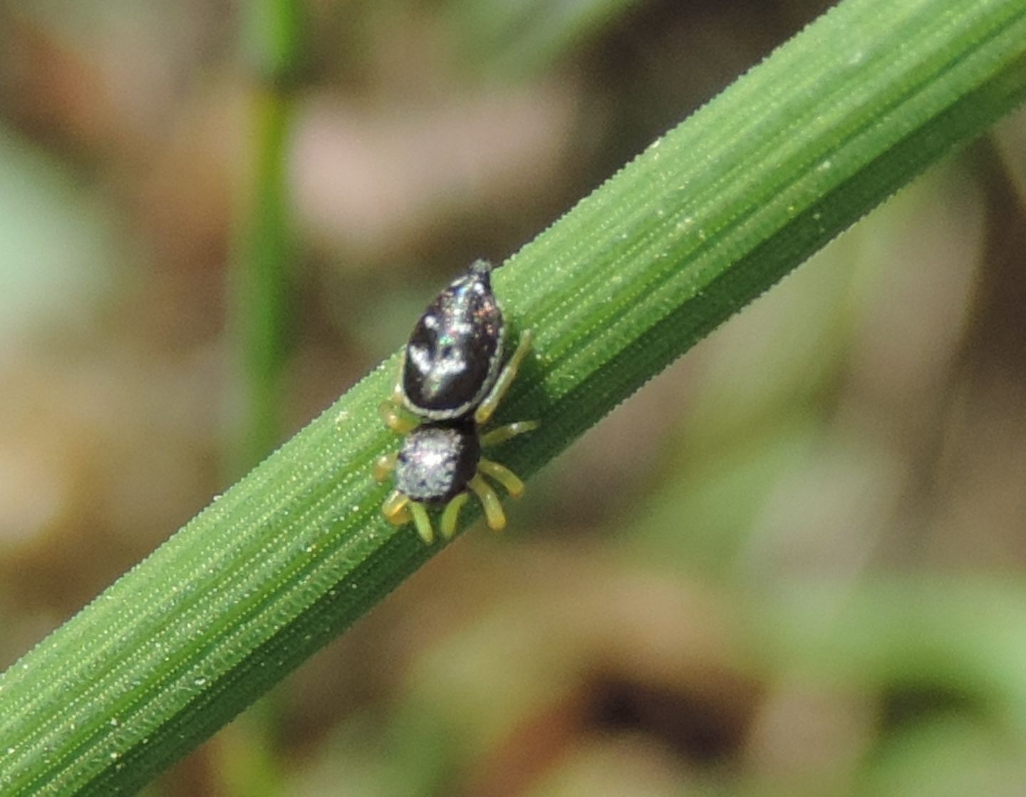 Heliophanus sp. - Salbertrand (TO)