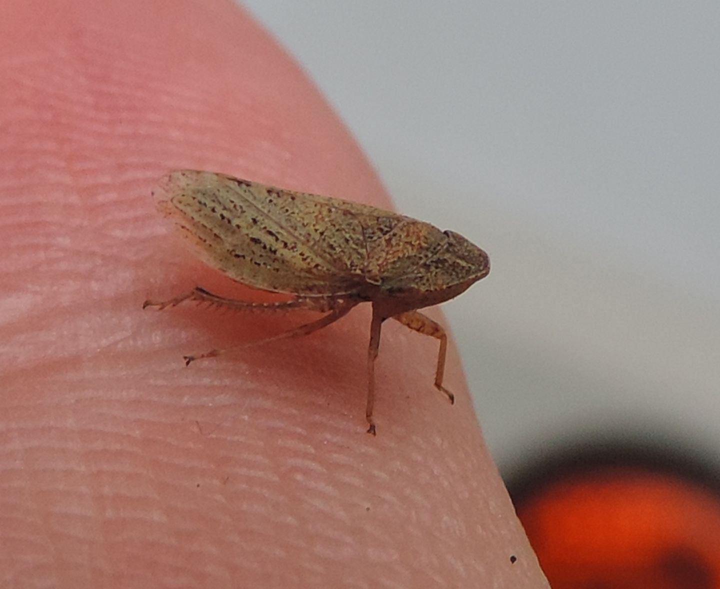 Cicadellidae:  Aphrodes sp.