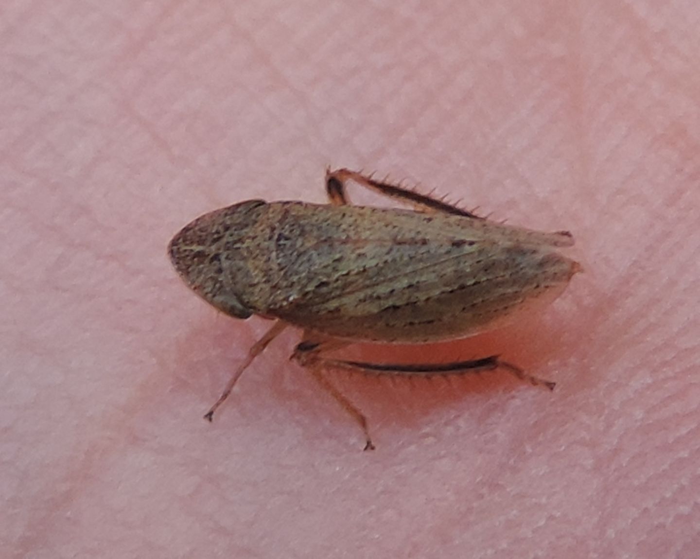 Cicadellidae:  Aphrodes sp.