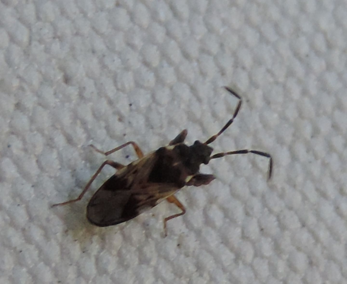 Lygaeidae: Scolopostethus decoratus