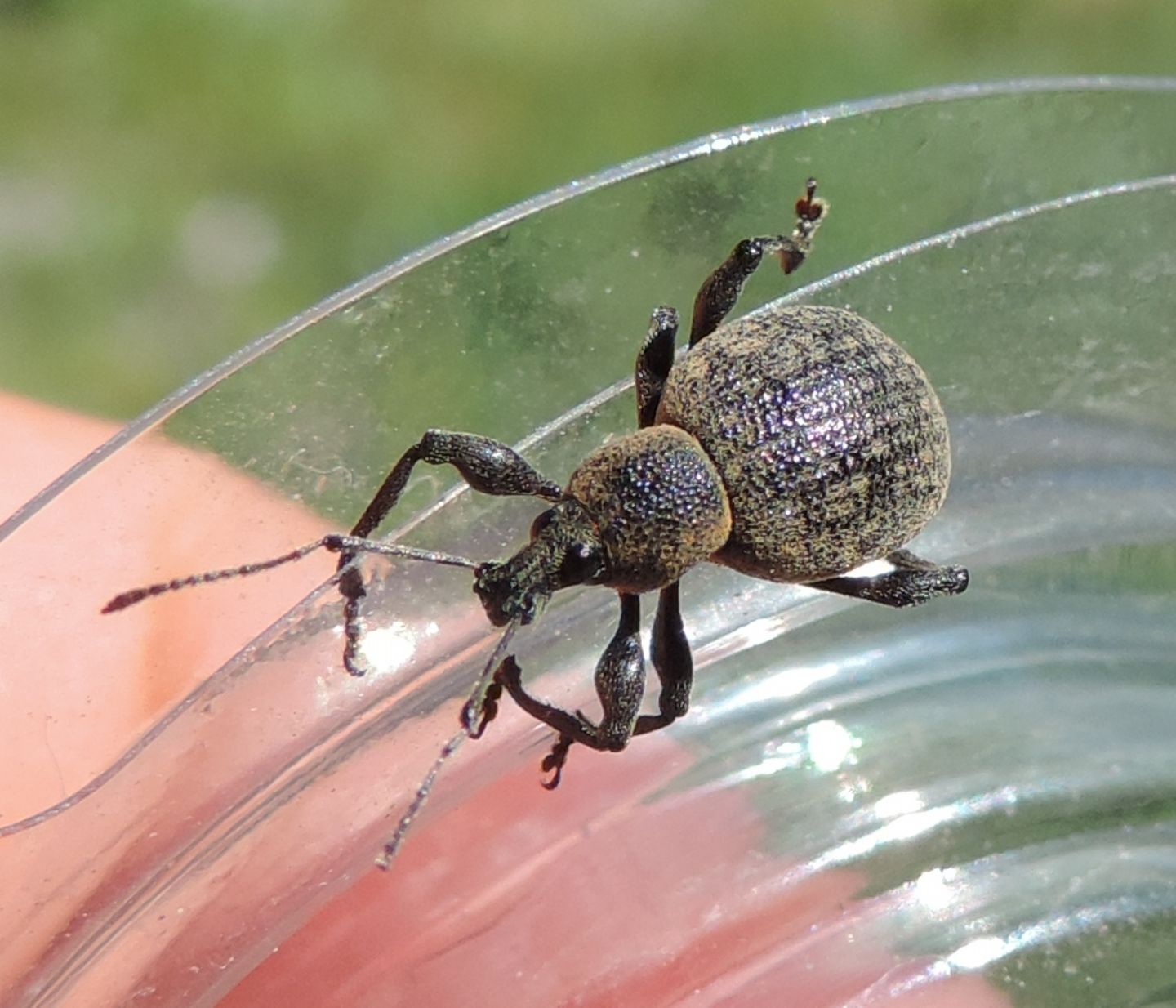 Otiorhynchus da identificare: Otiorhynchus pseudonotus