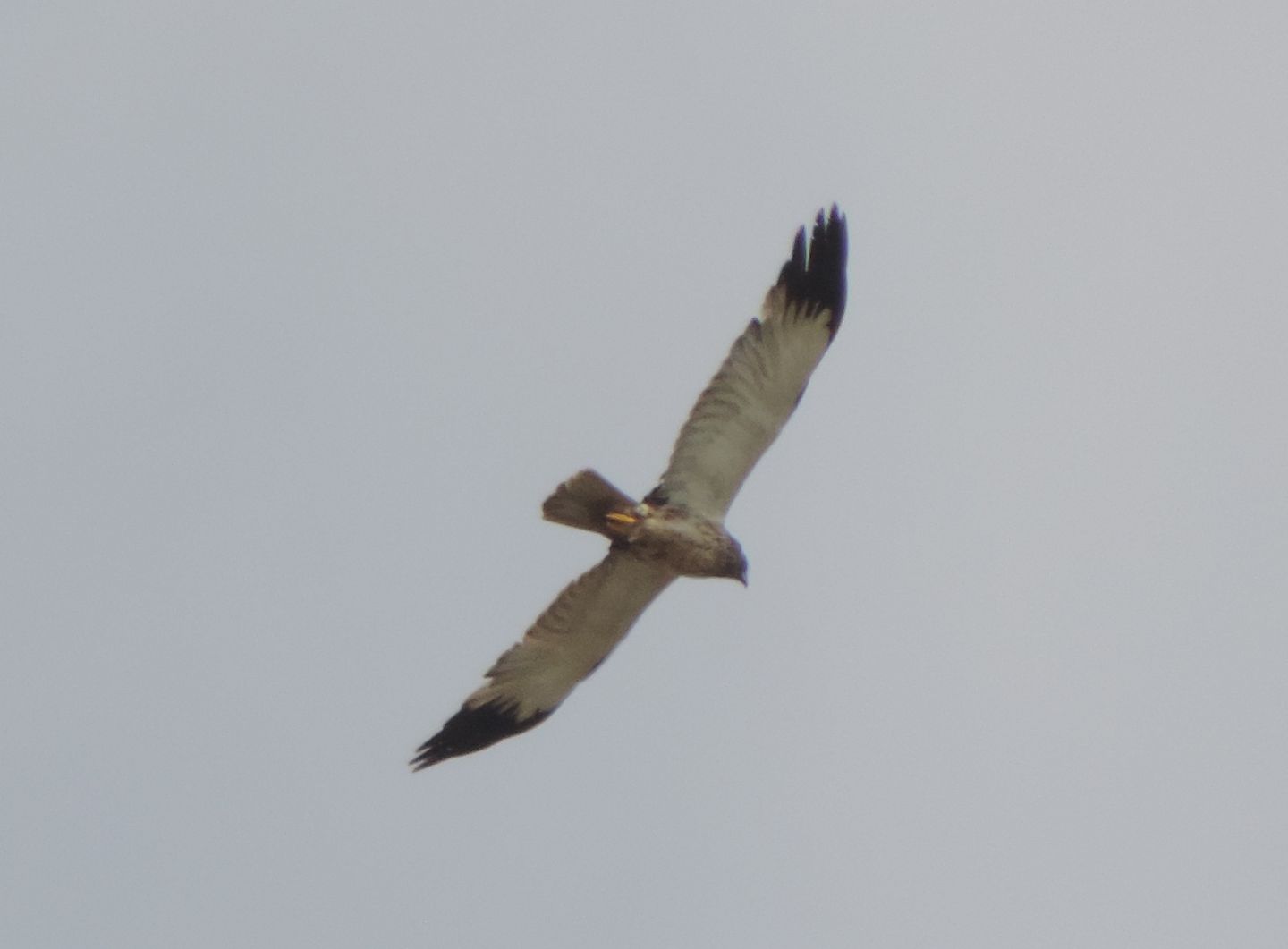 Falco di palude (Circus aeruginosus) 