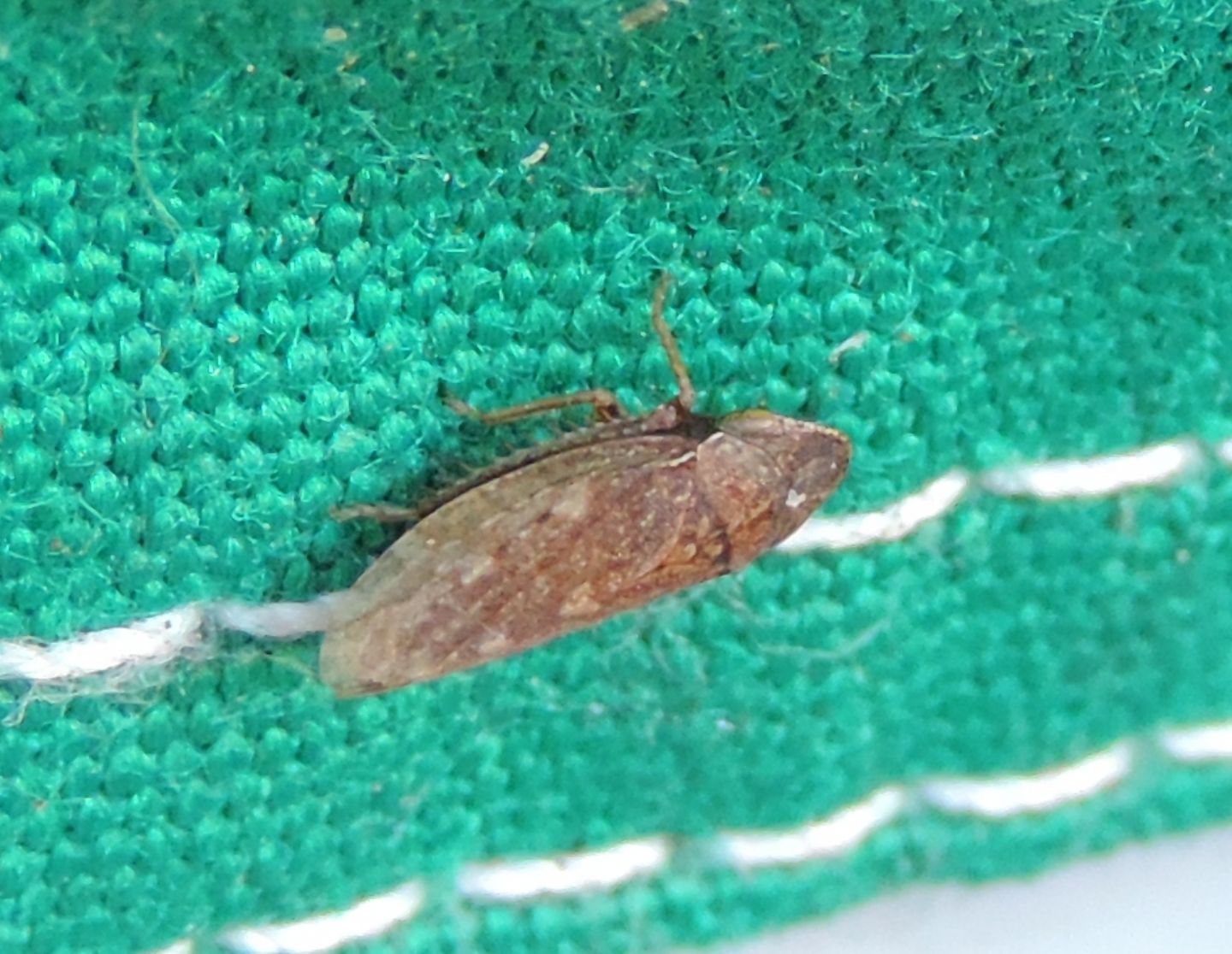 Cicadomorpha Cicadellidae: Aphrodes sp.? S !