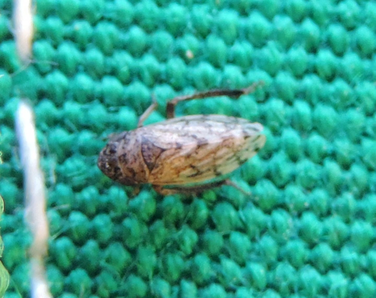 Cicadomorpha Cicadellidae: Aphrodes sp.?  No, Anoscopus sp., femmina