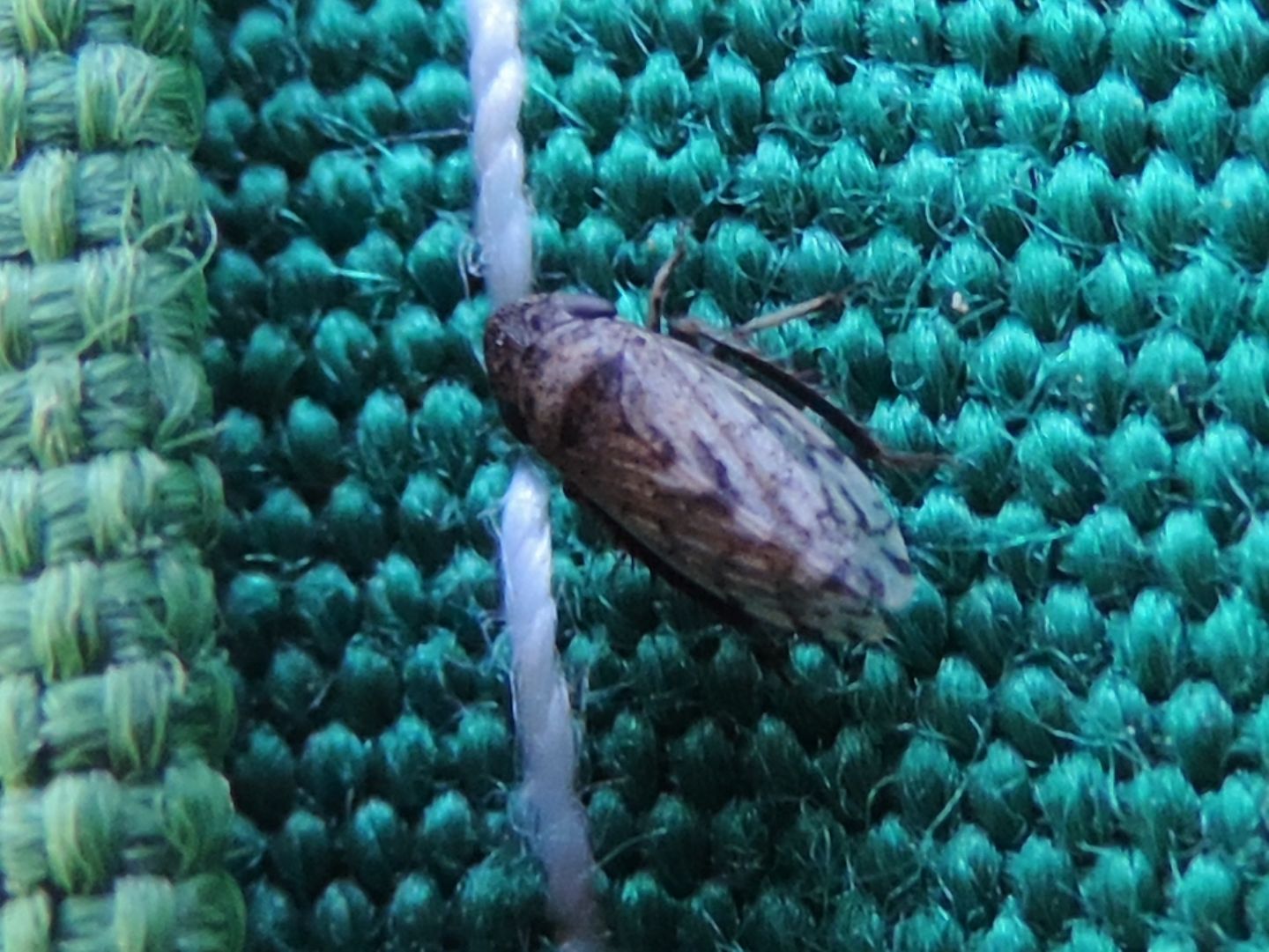 Cicadomorpha Cicadellidae: Aphrodes sp.?  No, Anoscopus sp., femmina