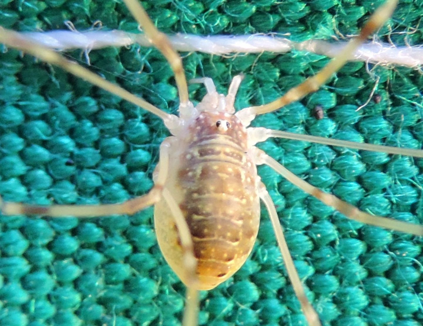 Opilio canestrinii, femmina (Phalangiidae)