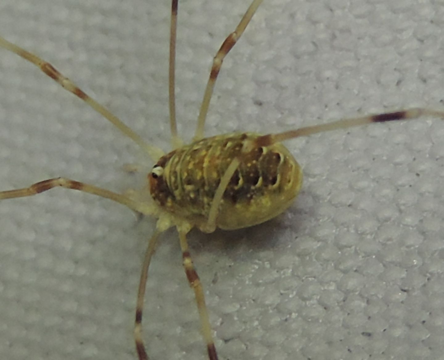 Opilio canestrinii, femmina (Phalangiidae)