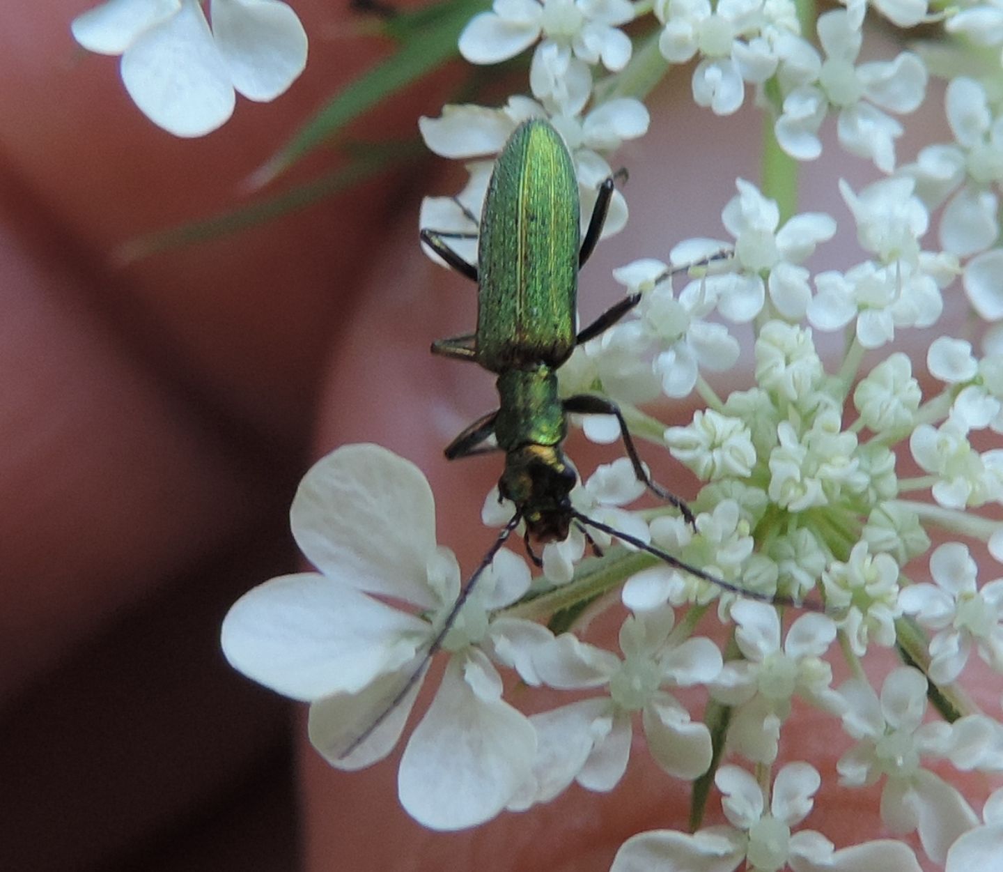 Oedemeridae: Chrysanthia viridissima? S.