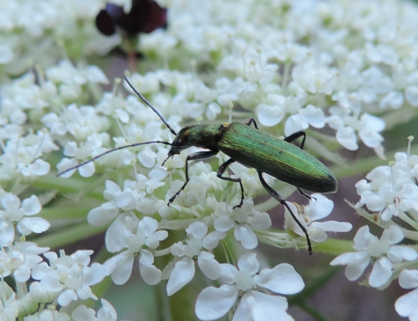 Oedemeridae: Chrysanthia viridissima? S.