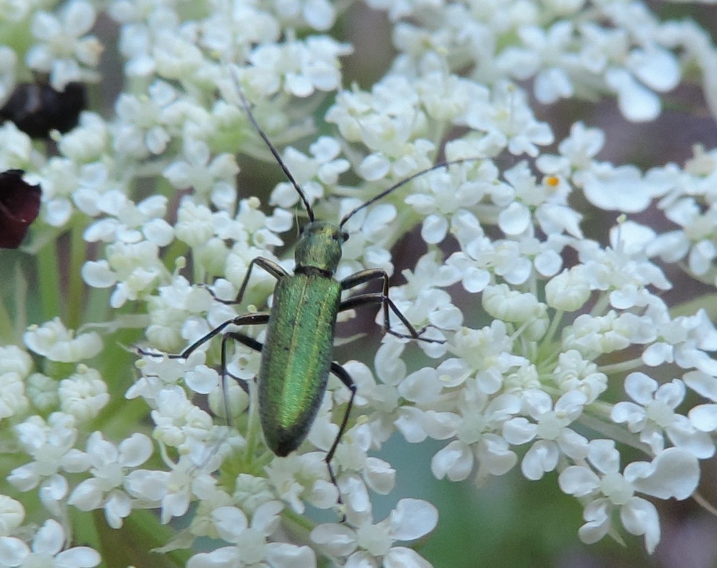 Oedemeridae: Chrysanthia viridissima? S.