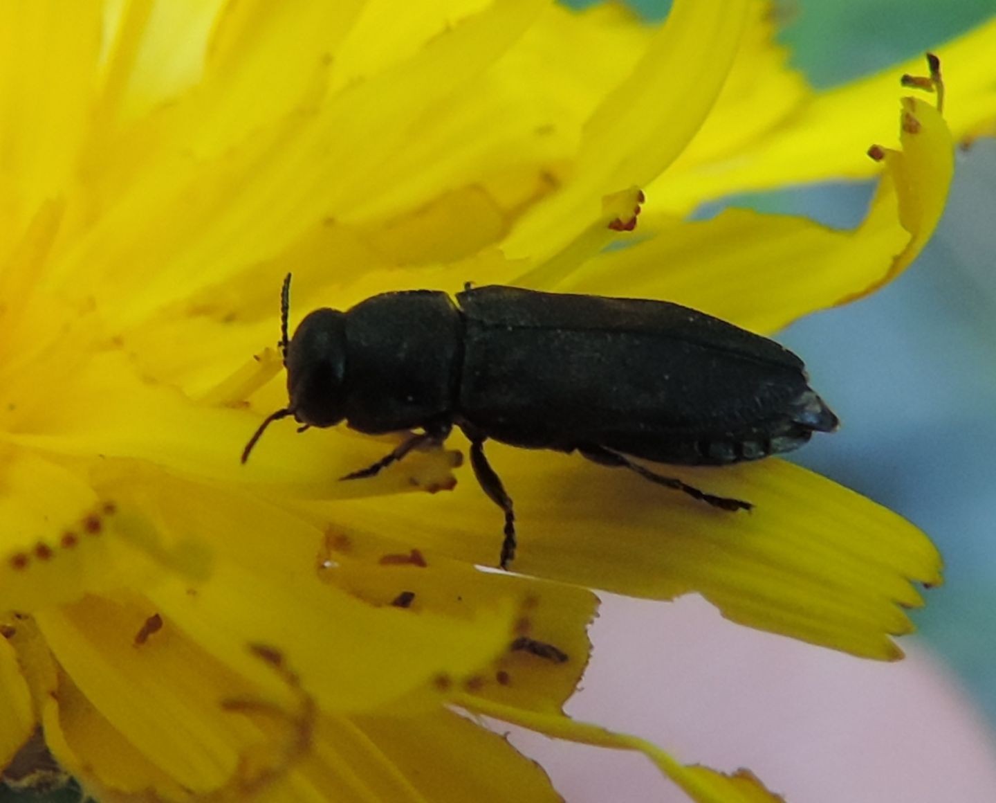 Buprestidae: Anthaxia (Melanthaxia) sp.