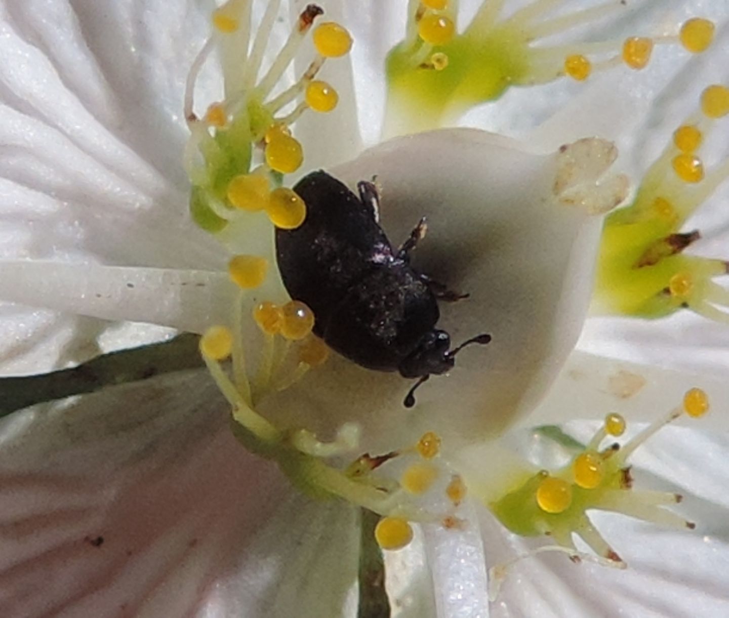 Piccolo coleottero: Nitidulidae sp,