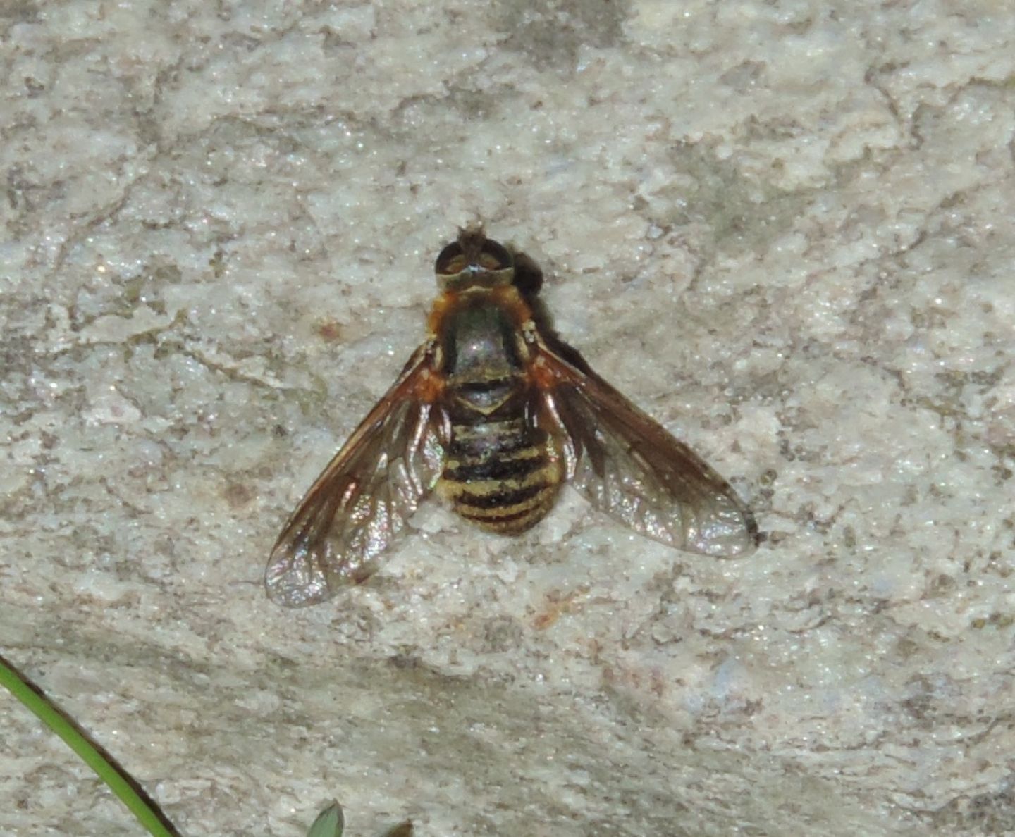 Bombyliidae: Villa sp. ?  S !