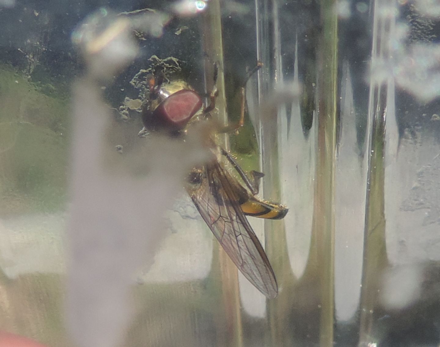 Syrphidae:  Melanostoma cfr. scalare, maschio