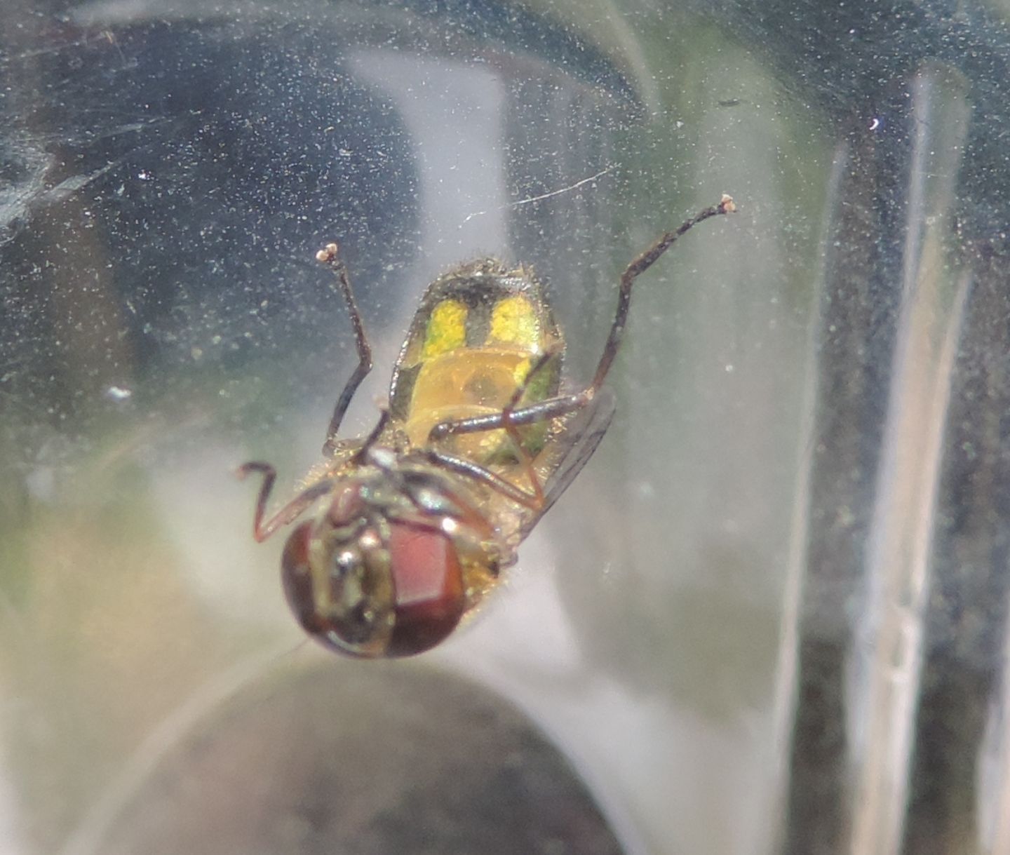 Syrphidae:  Melanostoma cfr. scalare, maschio