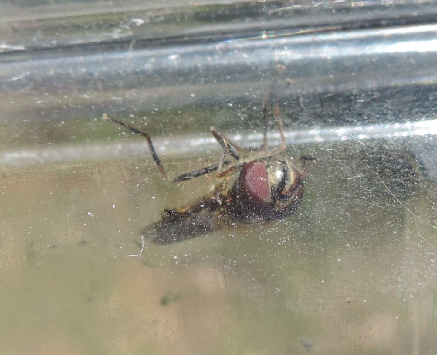 Syrphidae:  Melanostoma cfr. scalare, maschio