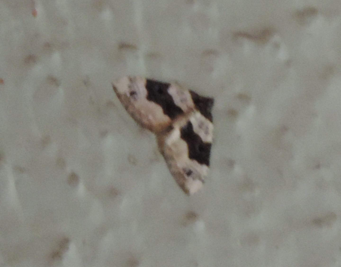 Geometridae da identificare - Cosmorhoe ocellata