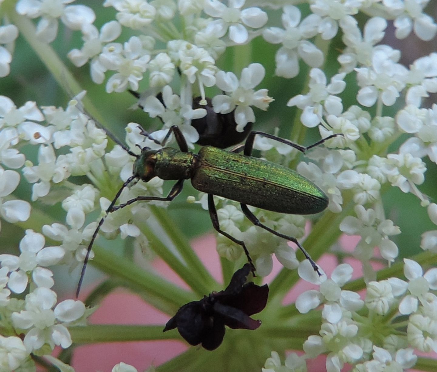 Oedemeridae: Chrysanthia viridissima? S.