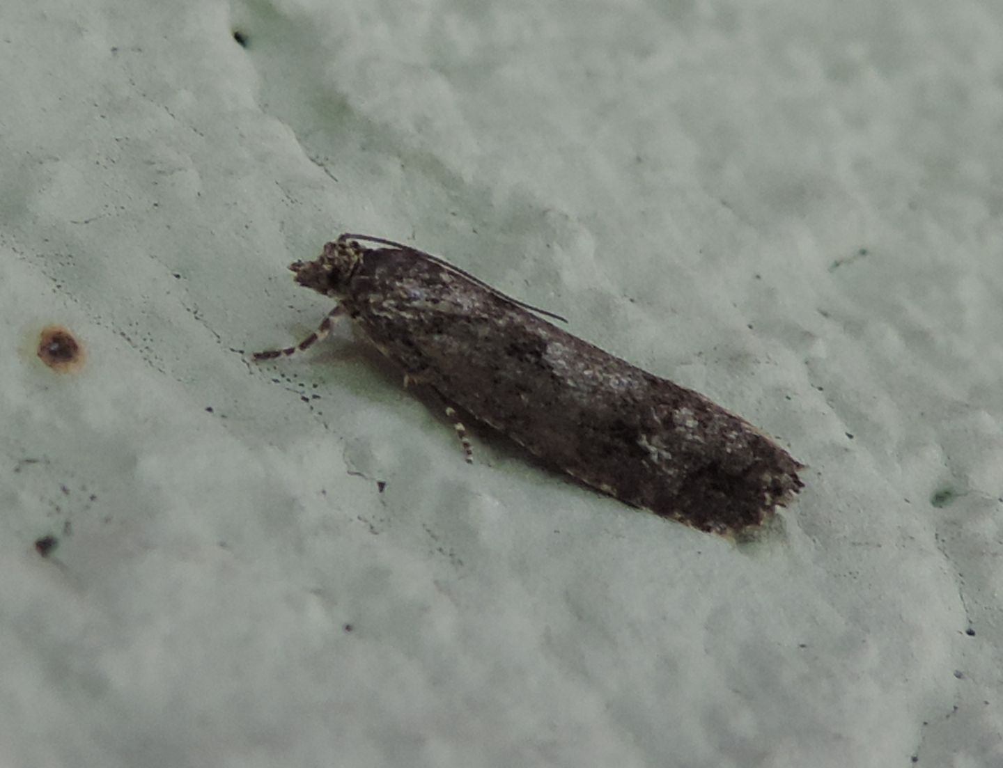 Crambidae?