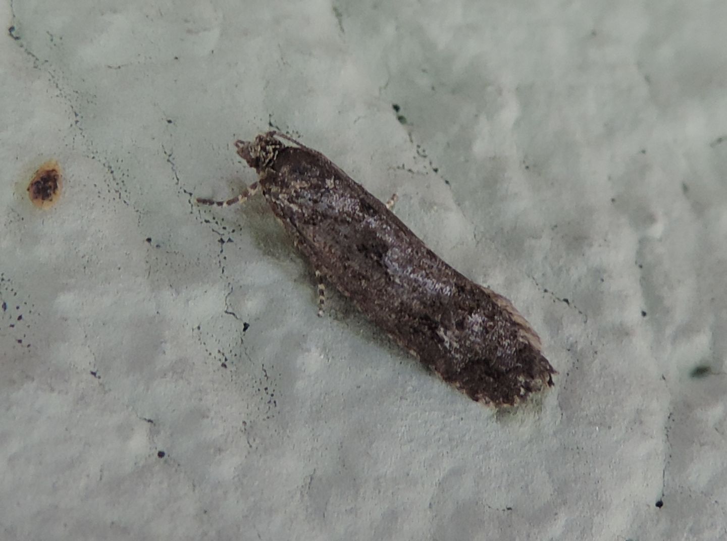 Crambidae?