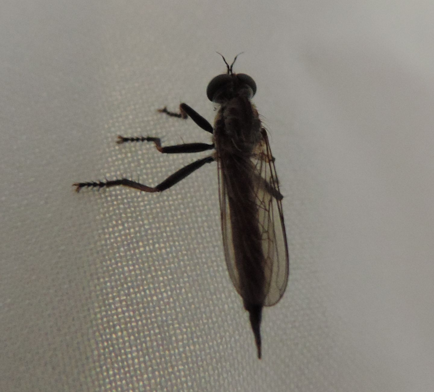 Piccolo Asilidae da identificare: femmina di Neomochterus/Cerdistus