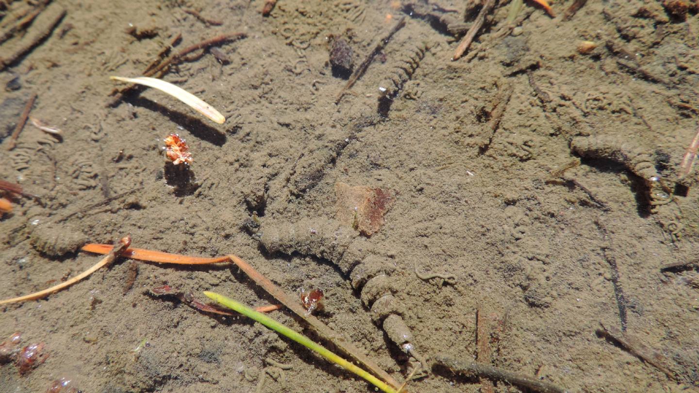 Larve di ditteri?  S, prob. Stratiomyidae