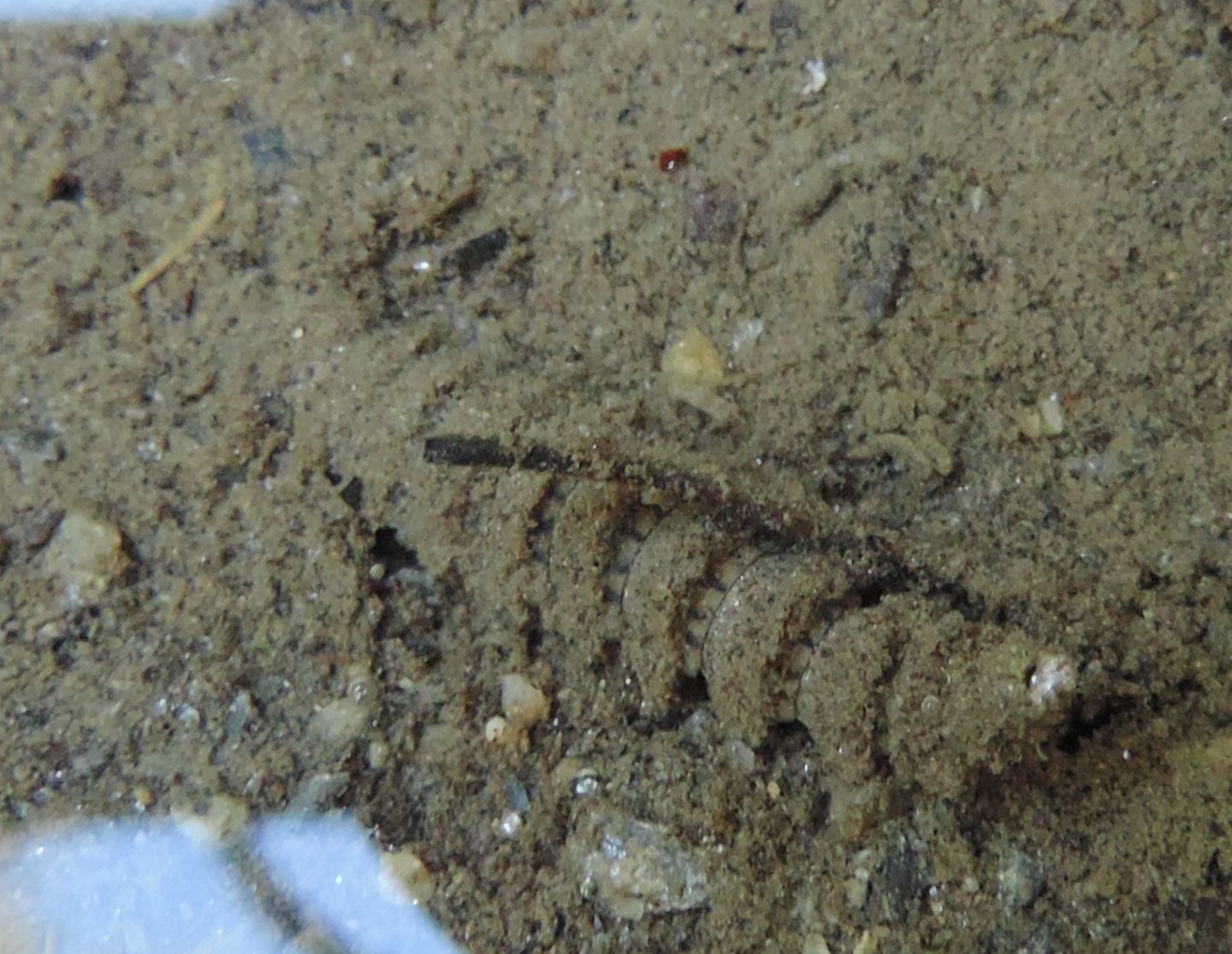 Larve di ditteri?  S, prob. Stratiomyidae