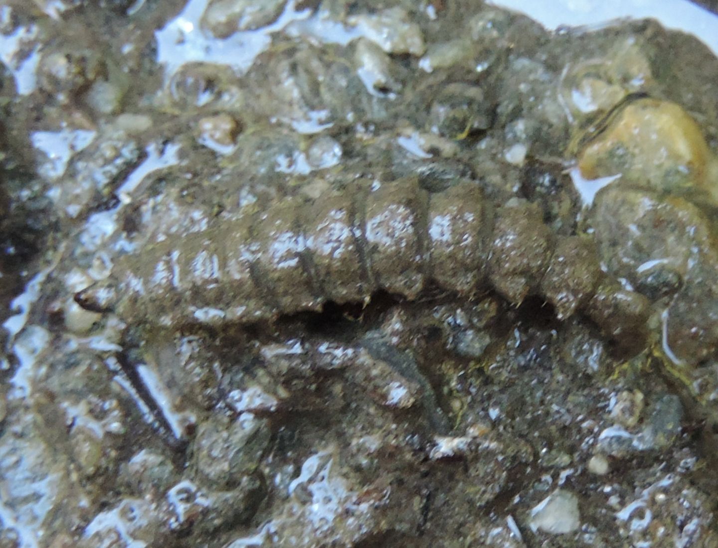 Larve di ditteri?  S, prob. Stratiomyidae