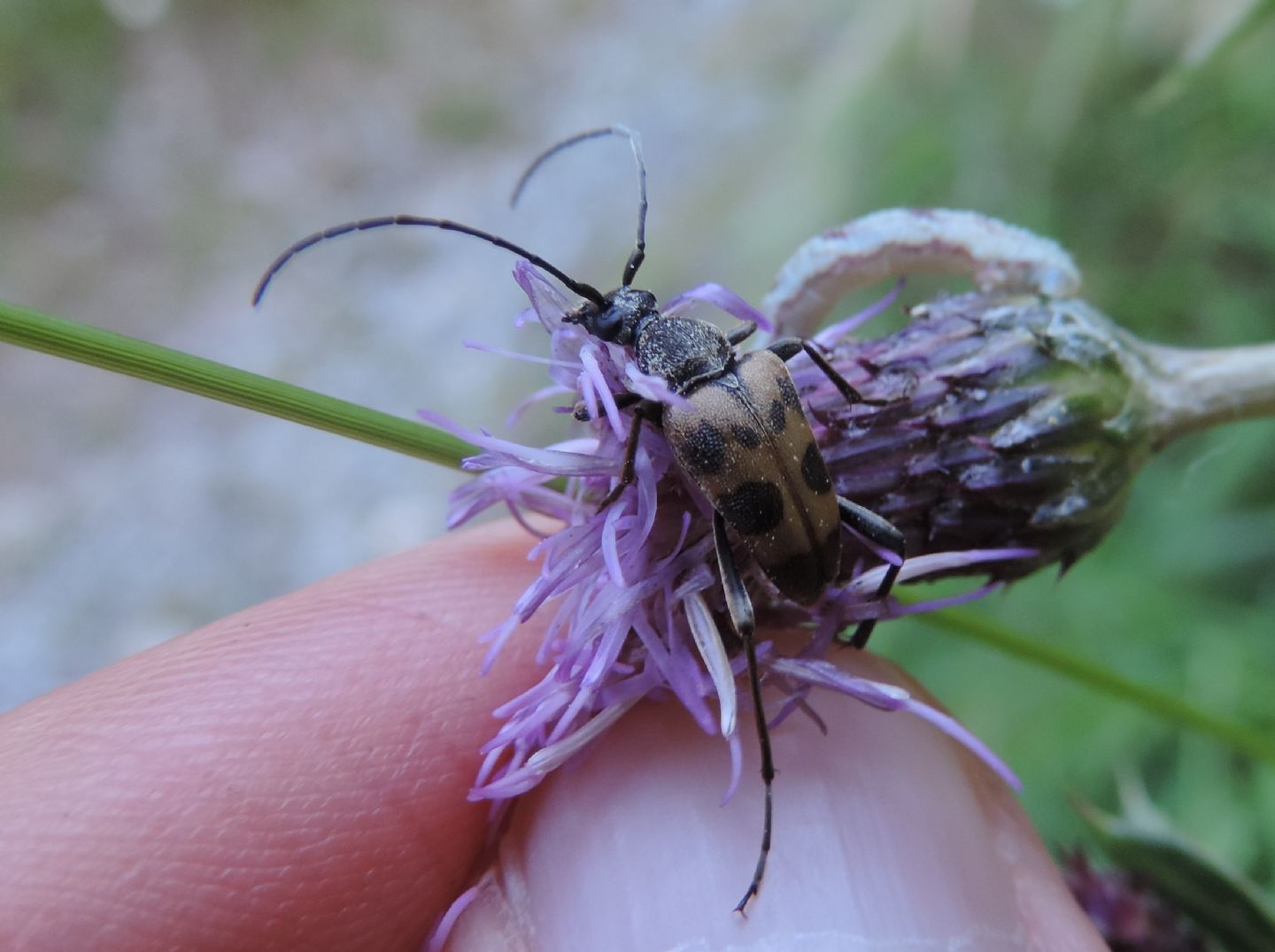 Cerambycidae: Pachytodes cerambyciformis?  Sì !