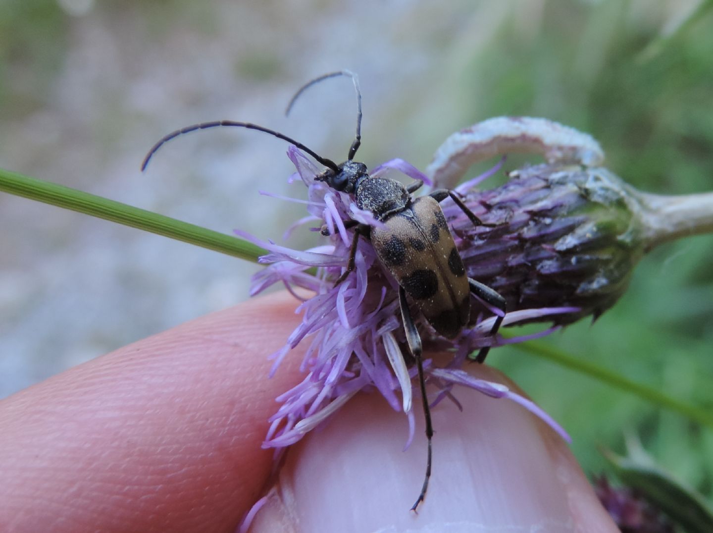 Cerambycidae: Pachytodes cerambyciformis?  S !